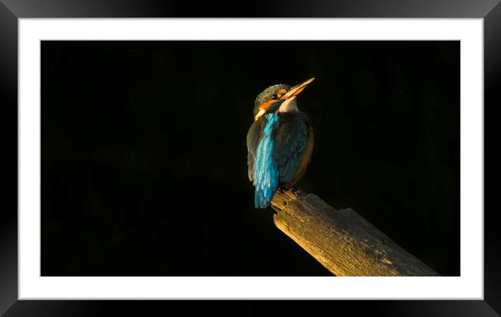 Kingfisher at sunset Framed Mounted Print by Graham Pickavance