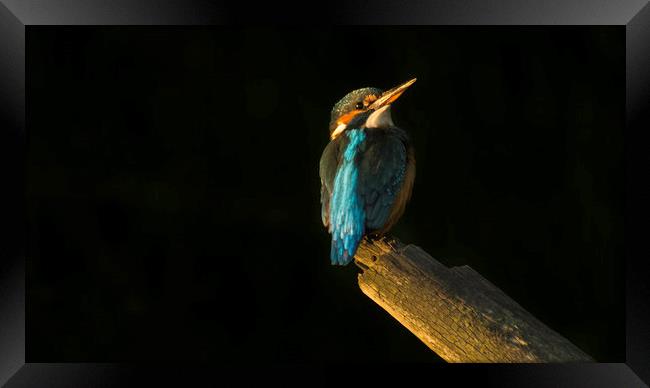 Kingfisher at sunset Framed Print by Graham Pickavance