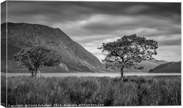 Trees at Crummock Water Canvas Print by David Schofield