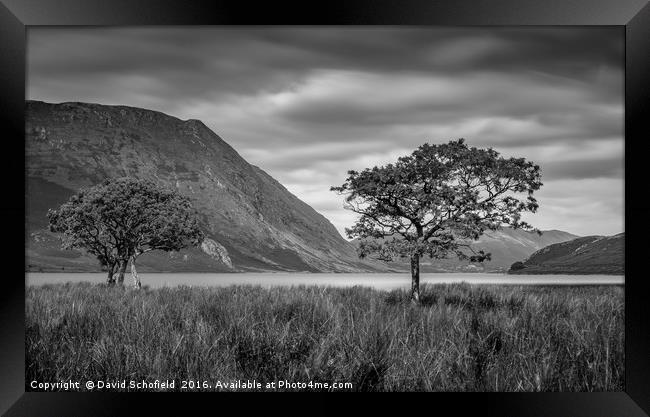 Trees at Crummock Water Framed Print by David Schofield