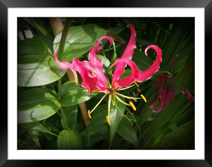 South African Lily. Framed Mounted Print by Heather Goodwin