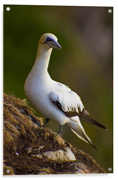 Northern Gannet (Morus bassanus) on cliff Acrylic by Gabor Pozsgai