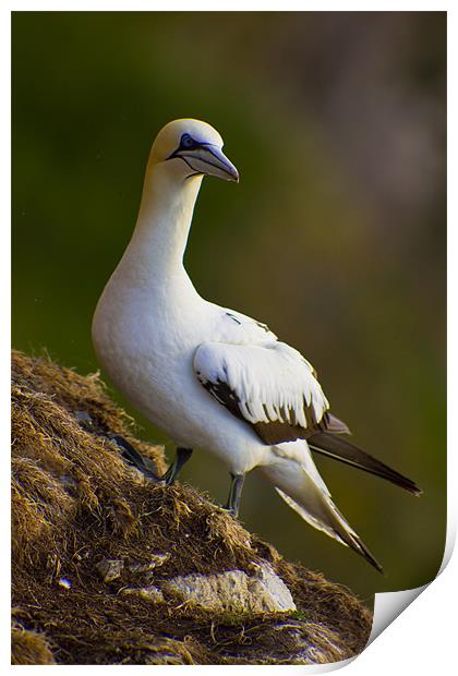 Northern Gannet (Morus bassanus) on cliff Print by Gabor Pozsgai