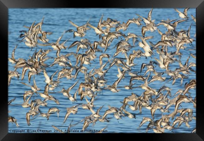 Flock of Sanderlings Framed Print by Lee Chapman