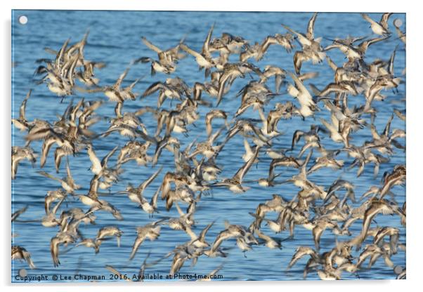 Flock of Sanderlings Acrylic by Lee Chapman