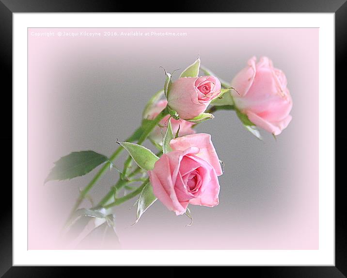 Miniature Pink Roses Framed Mounted Print by Jacqui Kilcoyne
