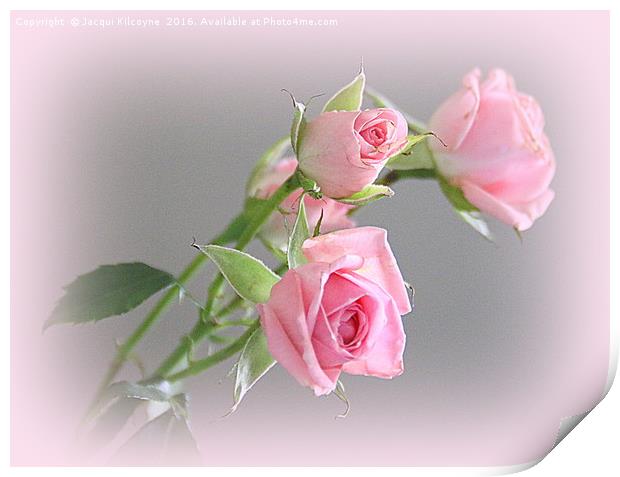 Miniature Pink Roses Print by Jacqui Kilcoyne