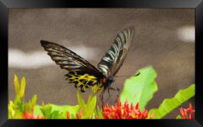 Golden Birdwing Butterfly Framed Print by Annette Johnson
