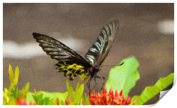 Golden Birdwing Butterfly Print by Annette Johnson