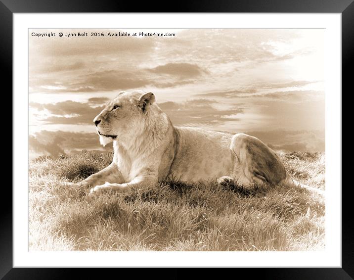 Young Male Lion in Sepia Framed Mounted Print by Lynn Bolt