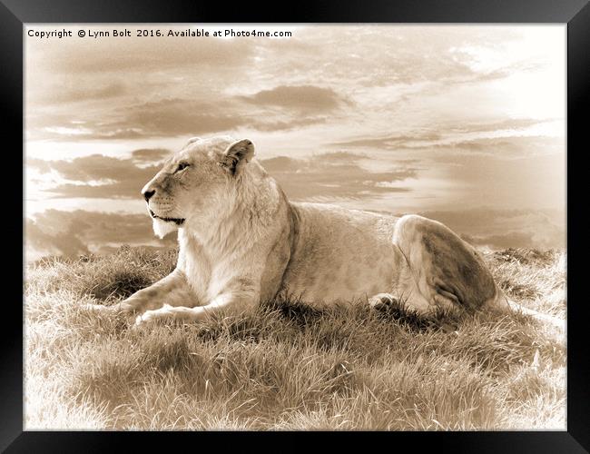 Young Male Lion in Sepia Framed Print by Lynn Bolt