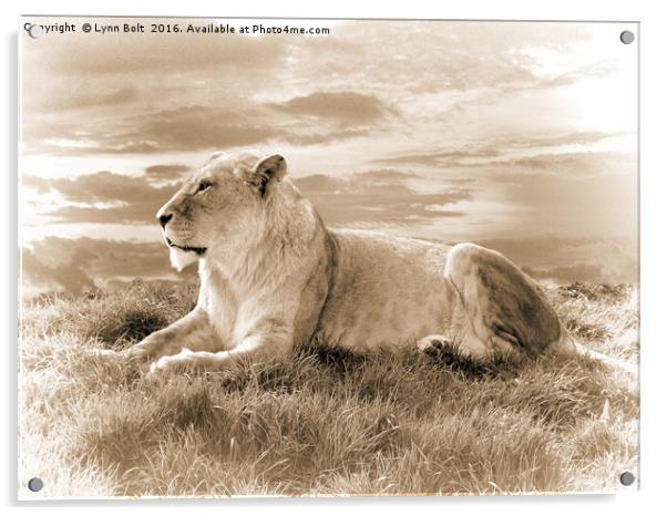 Young Male Lion in Sepia Acrylic by Lynn Bolt