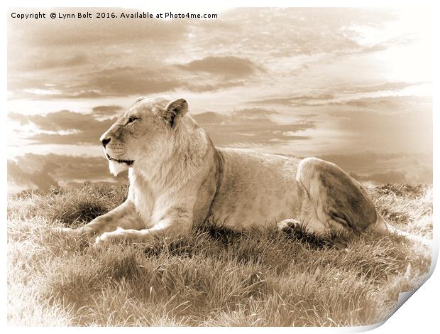 Young Male Lion in Sepia Print by Lynn Bolt