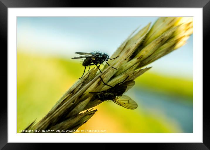 corn fly Framed Mounted Print by Alan Smith