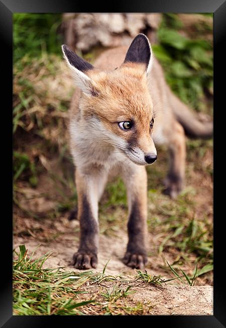 Baby Fox Framed Print by Stephen Mole