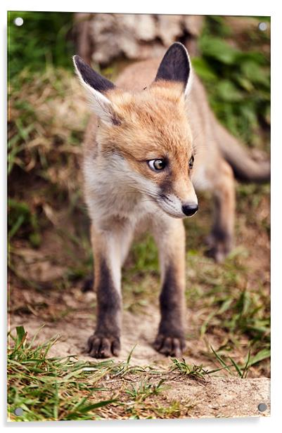 Baby Fox Acrylic by Stephen Mole