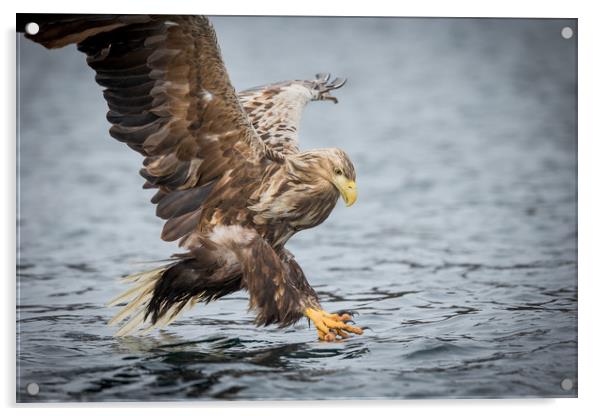 Male White-tailed Eagle Acrylic by Natures' Canvas: Wall Art  & Prints by Andy Astbury
