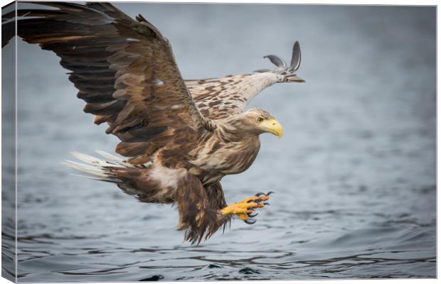 Male White-tailed Eagle Canvas Print by Natures' Canvas: Wall Art  & Prints by Andy Astbury