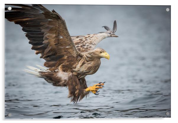 Male White-tailed Eagle Acrylic by Natures' Canvas: Wall Art  & Prints by Andy Astbury