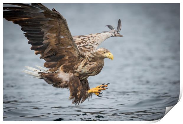 Male White-tailed Eagle Print by Natures' Canvas: Wall Art  & Prints by Andy Astbury