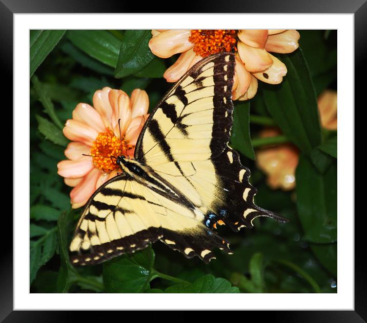 Butterfly Framed Mounted Print by james balzano, jr.