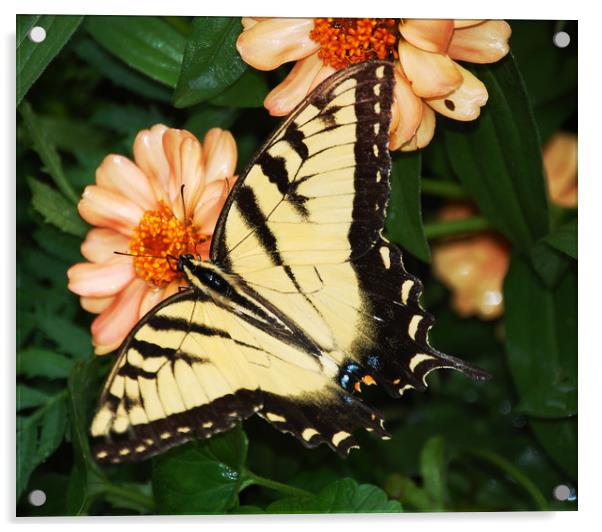 Butterfly Acrylic by james balzano, jr.