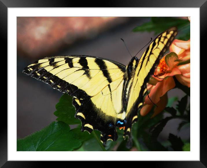 Butterfly 2 Framed Mounted Print by james balzano, jr.