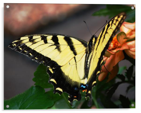 Butterfly 2 Acrylic by james balzano, jr.