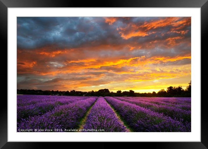 Purple Patch Framed Mounted Print by john vince