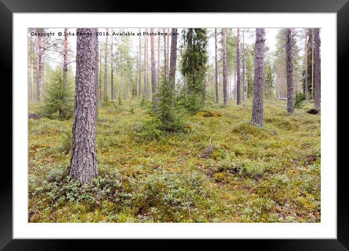 Forest in Finland Framed Mounted Print by Juha Remes
