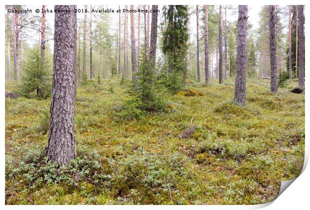 Forest in Finland Print by Juha Remes