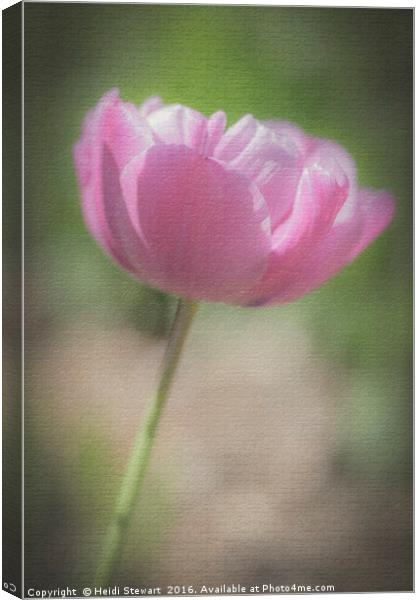 Pink Tulip Canvas Print by Heidi Stewart