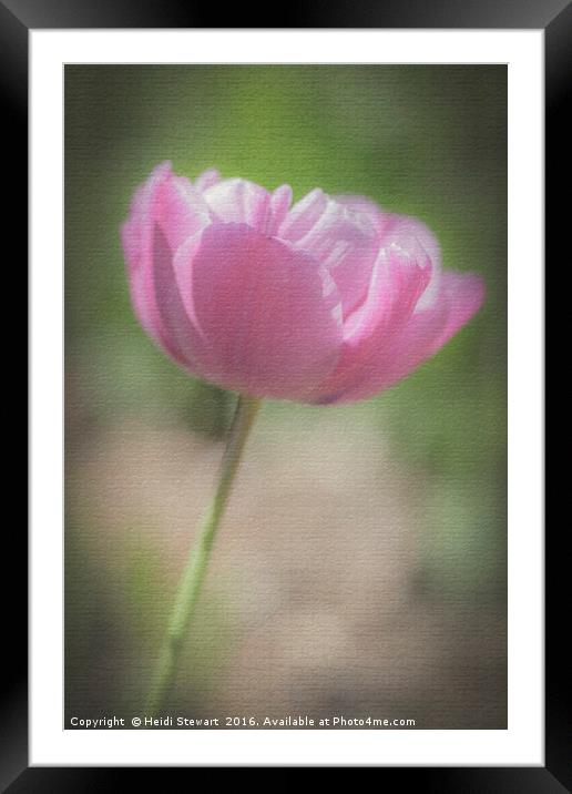 Pink Tulip Framed Mounted Print by Heidi Stewart