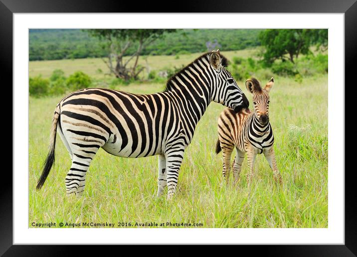 Female zebra with foal Framed Mounted Print by Angus McComiskey