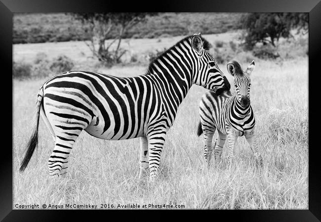 Female zebra with foal mono Framed Print by Angus McComiskey