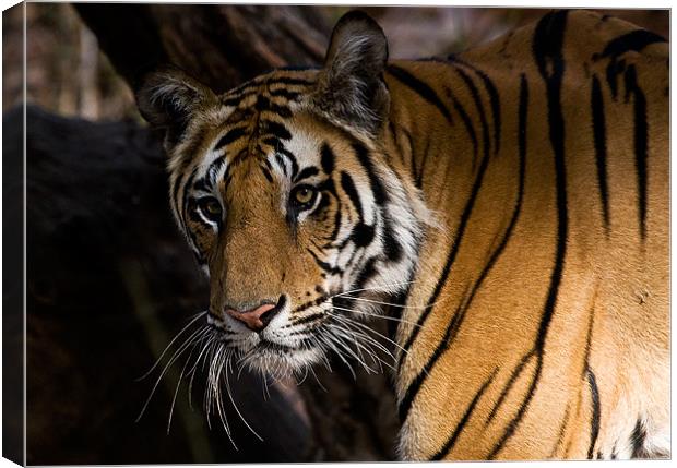 Tiger, stare, prey Canvas Print by Raymond Gilbert