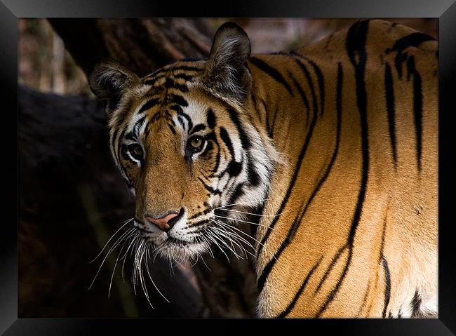 Tiger, stare, prey Framed Print by Raymond Gilbert