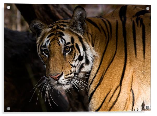 Tiger, stare, prey Acrylic by Raymond Gilbert