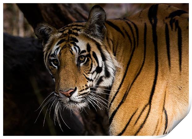 Tiger, stare, prey Print by Raymond Gilbert
