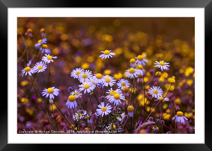 Floral Mix Framed Mounted Print by Michael Corcoran