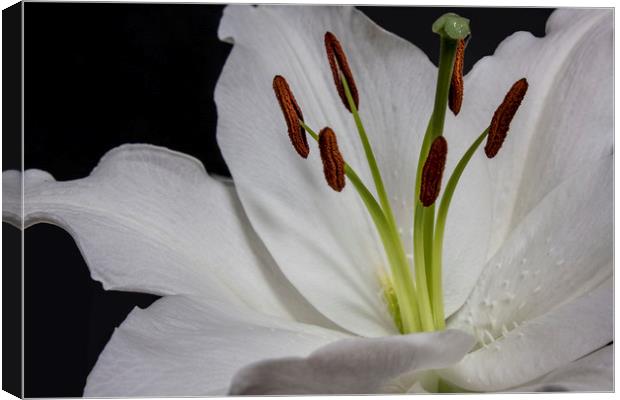Lillies Canvas Print by Jonathan Thirkell