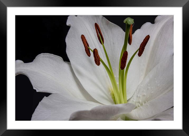 Lillies Framed Mounted Print by Jonathan Thirkell