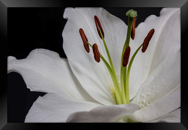 Lillies Framed Print by Jonathan Thirkell