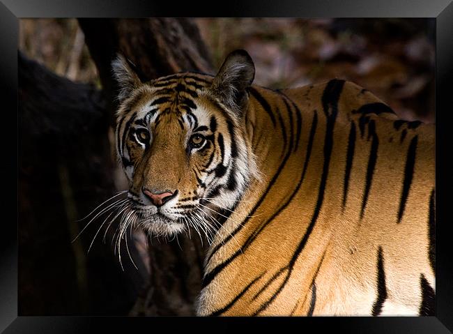 Tiger, shadow, stalk Framed Print by Raymond Gilbert