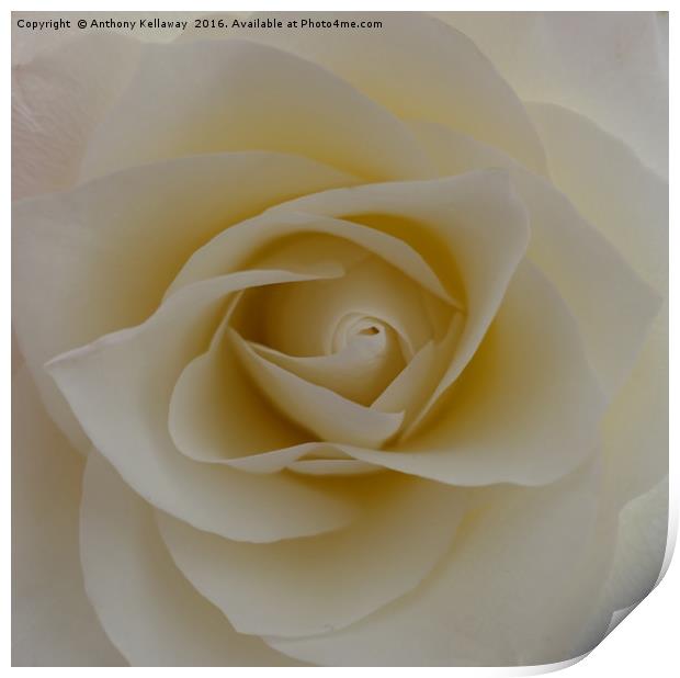    WHITE ROSE                             Print by Anthony Kellaway