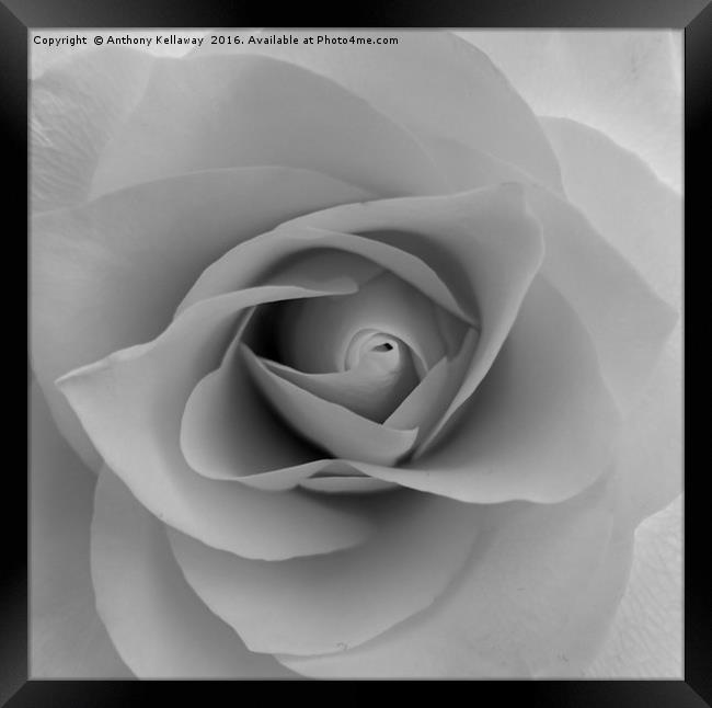      White rose                  Framed Print by Anthony Kellaway