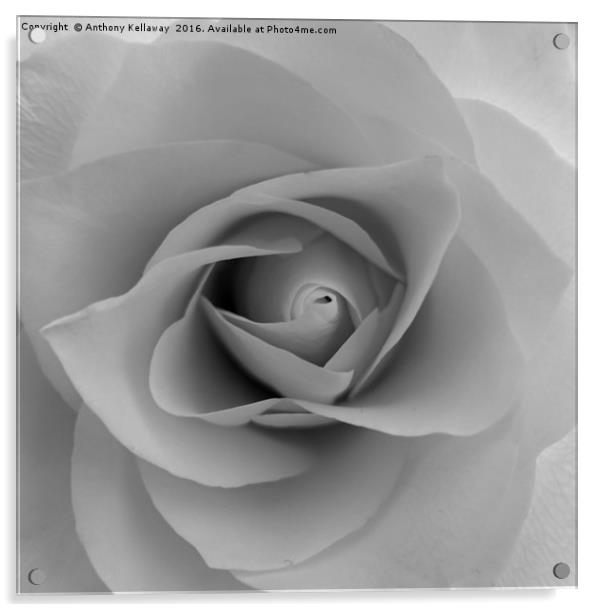      White rose                  Acrylic by Anthony Kellaway