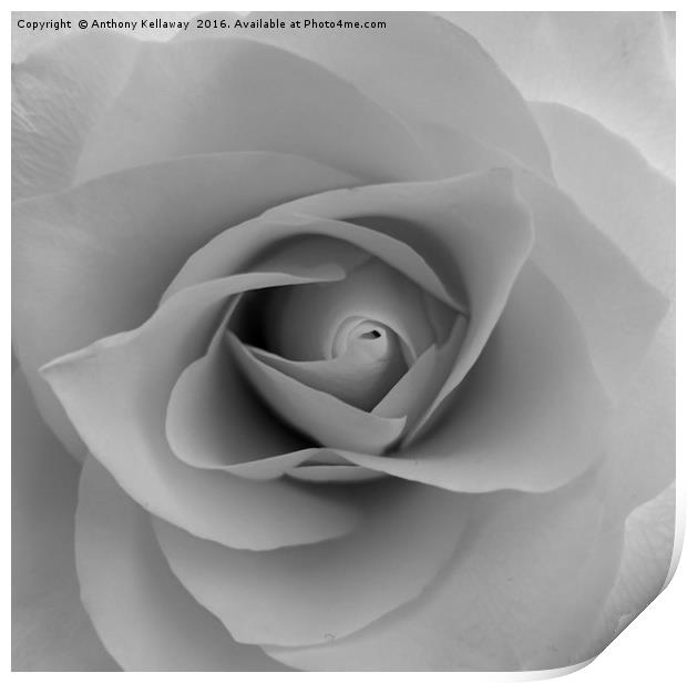      White rose                  Print by Anthony Kellaway