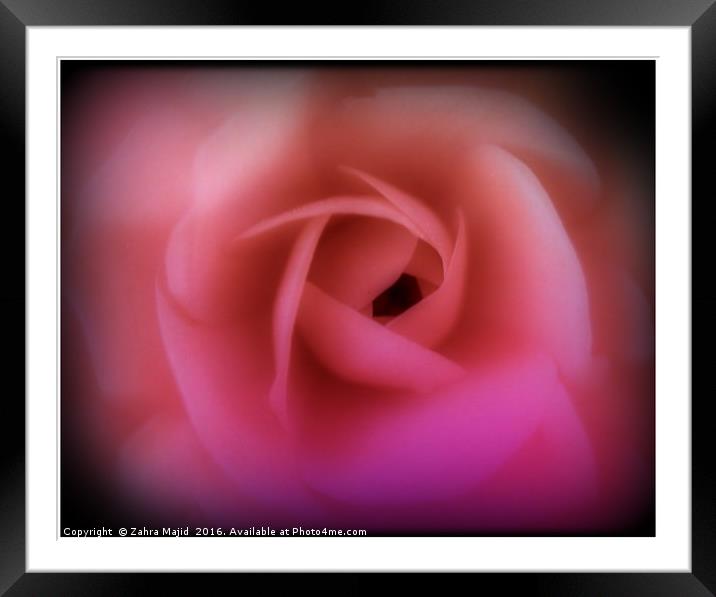 Valentines Rose Framed Mounted Print by Zahra Majid