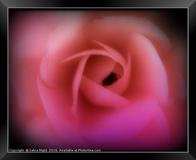 Valentines Rose Framed Print by Zahra Majid